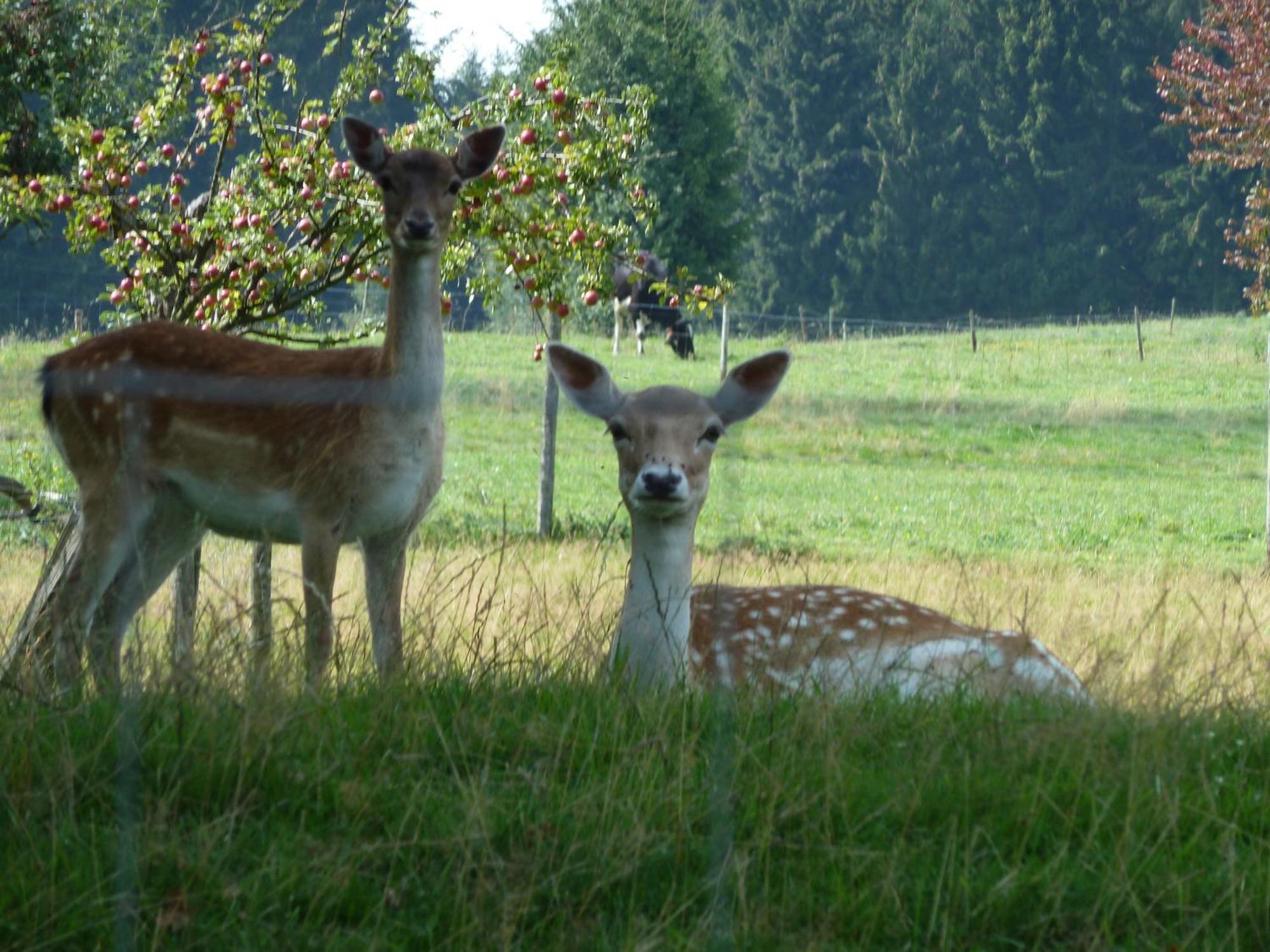 Hotel Und Landgasthof Zum Bockshahn Spessart  Exterior foto